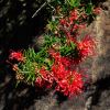 Grevillea juniperina 'New Blood'