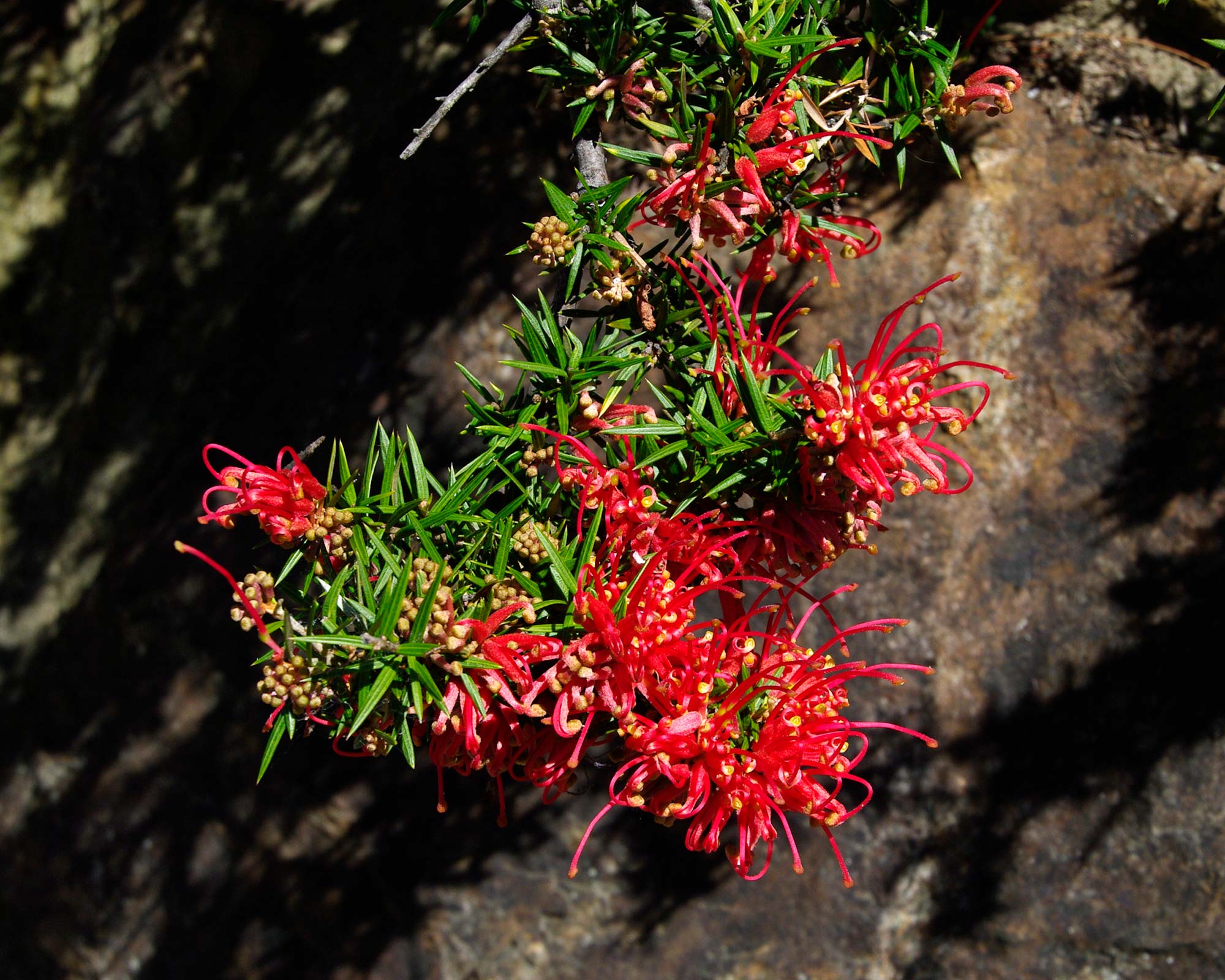 Grevillea juniperina 'New Blood'