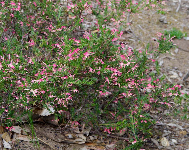 Grevillea 'Nana'