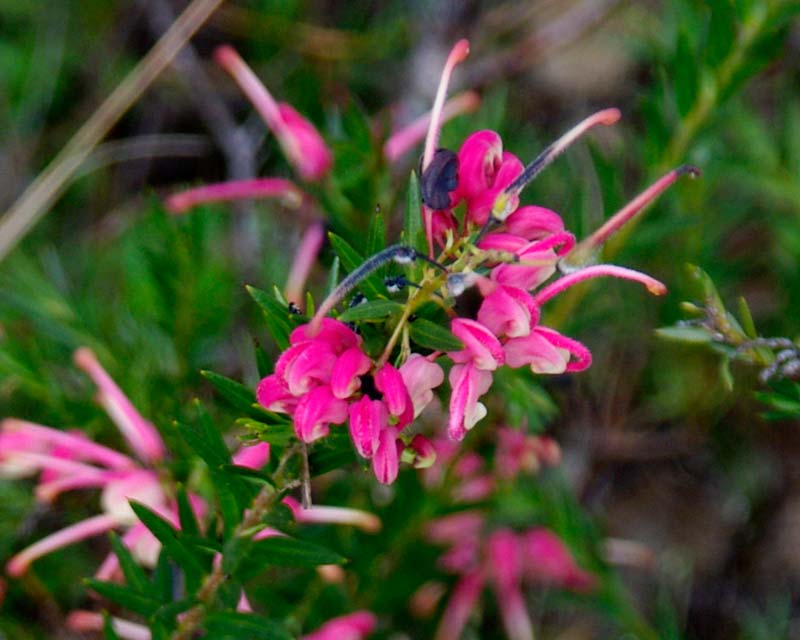 Grevillea 'Nana'