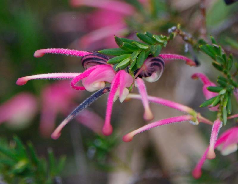 Grevillea 'Nana'