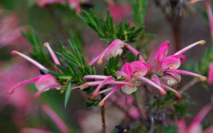 Grevillea 'Nana'