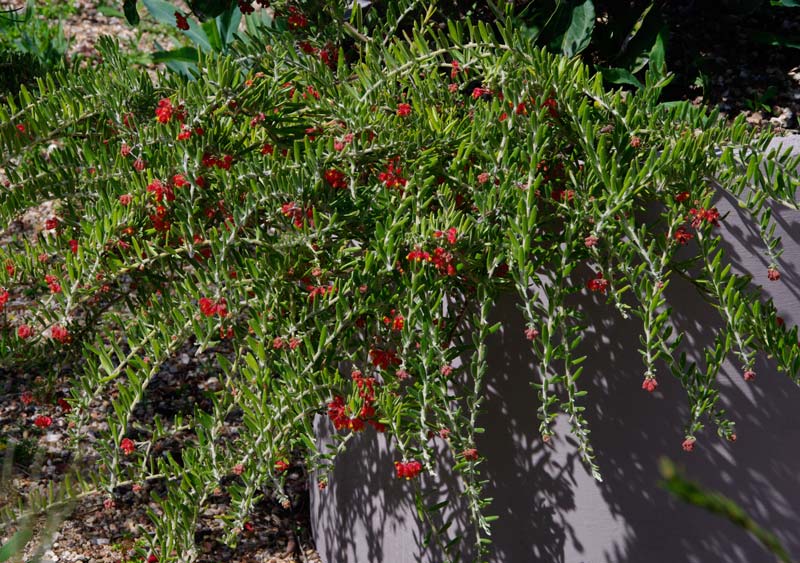 GardensOnline: Grevillea saccata