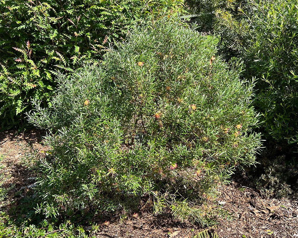 Grevillea olivacea