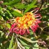 Grevillea olivacea