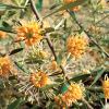 Grevillea olivacea 'Apricot Glow'