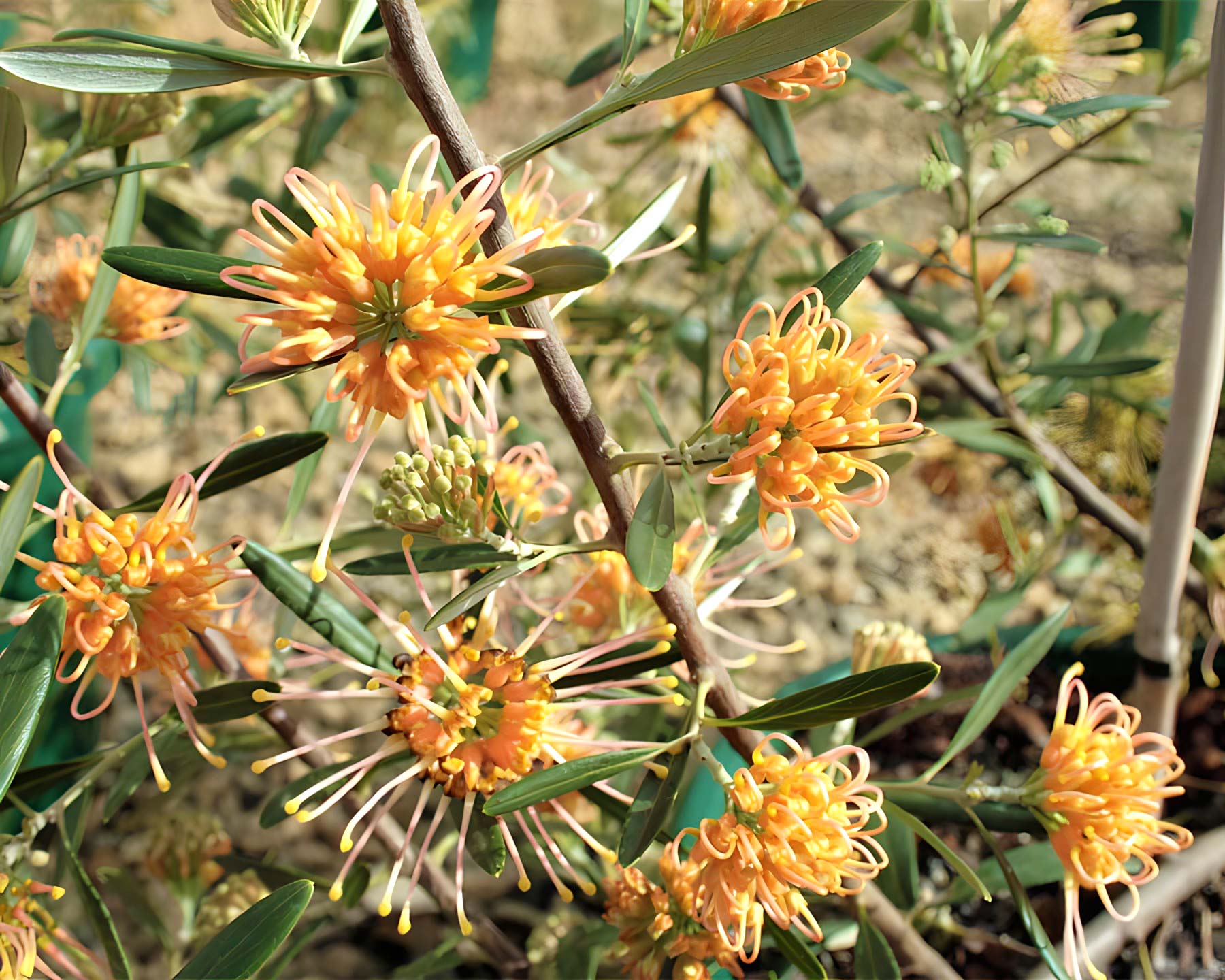 Grevillea olivacea 'Apricot Glow'