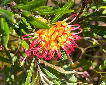 Grevillea olivacea