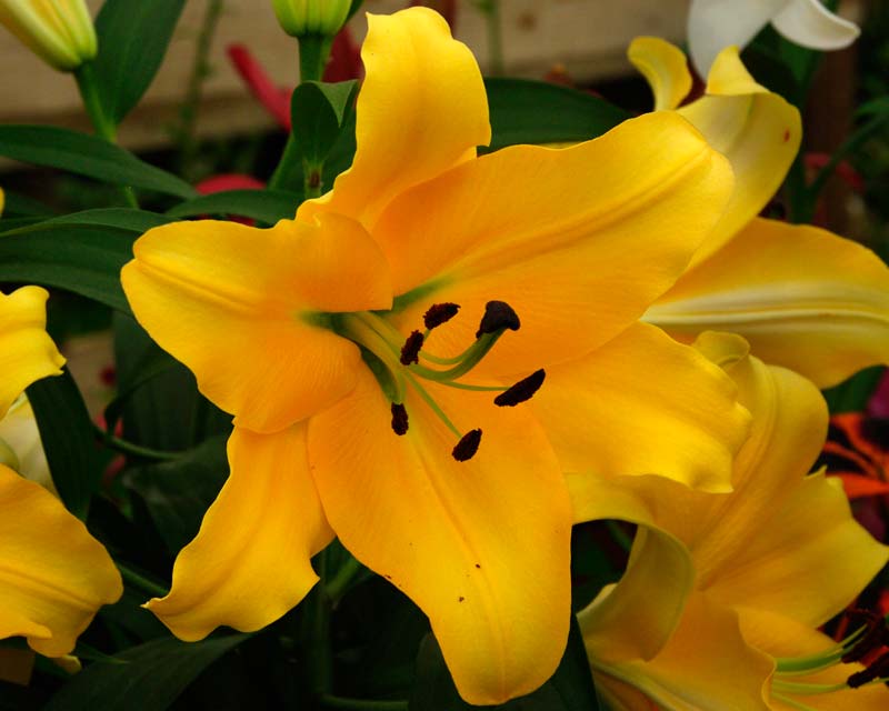 Lilium Oriental-Trumpet (OT) hybrid Corcorvado - yellow flowers