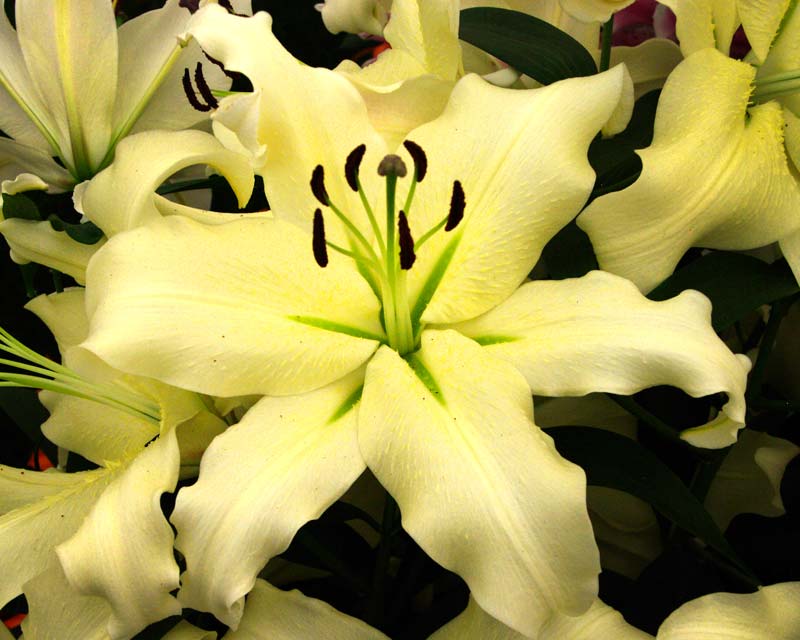 Lilium Oriental-trumpet (OT) hybrid Ice Cube white flowers