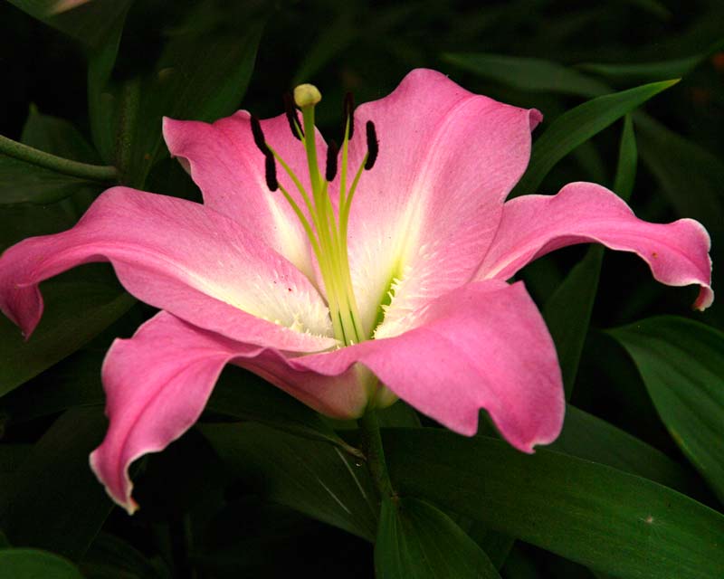 Lilium Oriental-Trumpet (OT) hybrid- Macerata light pink flowers