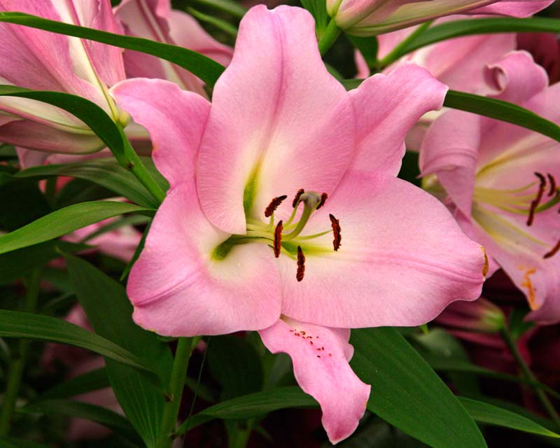 Lilium Oriental-Trumpet (OT) hybrid - Prescotte - light pink flowers