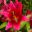 Lilium Oriental-Trumpet (OT) hybrid Borello - deep pink flowers