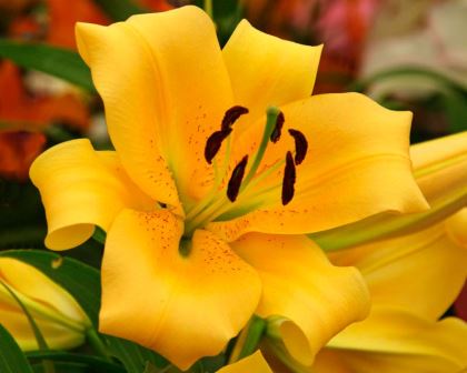 Lilium Oriental-Trumpet (OT) hybrid Eudoxia - yellow flowers