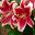 Lilium Oriental-Trumpet (OT) hybrid Flashpoint - Pink/Red flowers with white margin