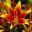 Lilium Oriental-Trumpet (OT) hybrid Kaveri - Red flowers with yellow margins