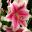 Lilium Oriental-Trumpet (OT) hybrid Pink Brilliant - pink flowers with white margins