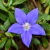 Wahlenbergia gloriosa - the ACT emblem, Royal Bluebell - photo Murray Fagg