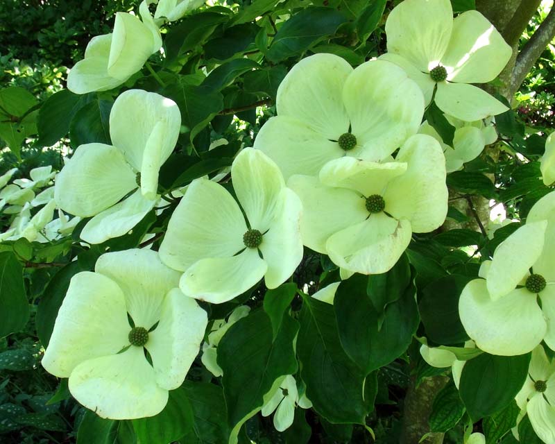 GardensOnline: Cornus x Venus