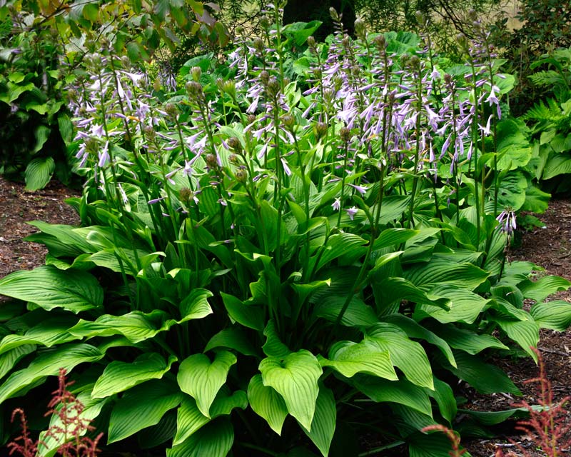 Hosta Tall boy - mid green lance shape leaves - purple flowers in summer