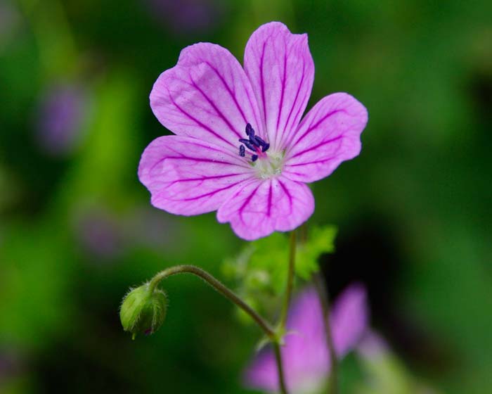 Geranium nepalense GardensOnline