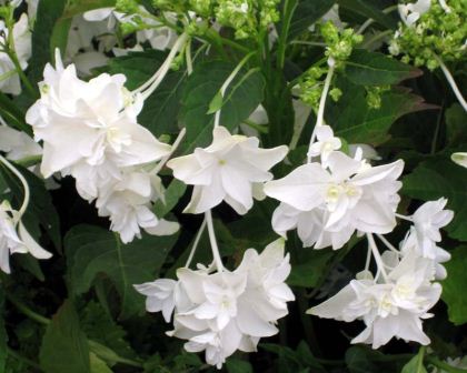 Hydrangea macrophylla Shooting Star - double white star shaped flowers