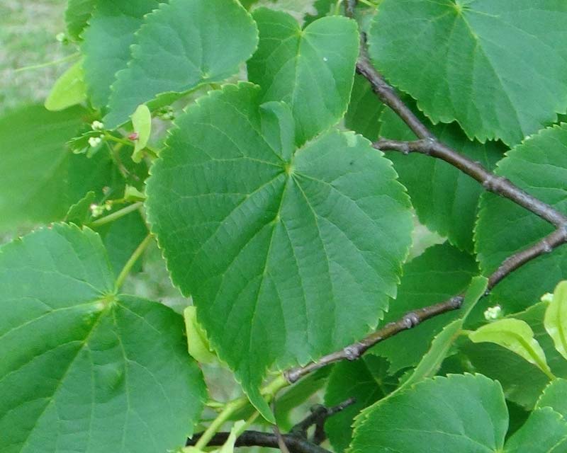 Tilia cordata, The small Leaved Linden or Lime Tree