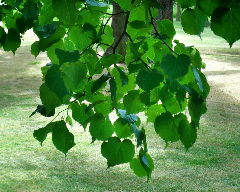 Tilia cordata, The small Leaved Linden or Lime Tree