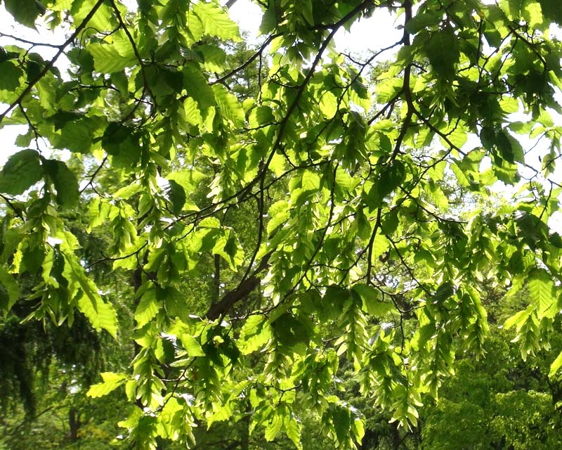 Tilia cordata, The small Leaved Linden or Lime Tree