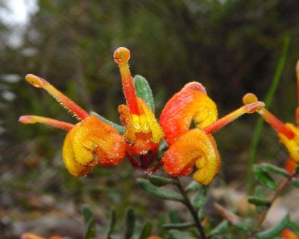 Grevillea alpina - Mountain Grevillea