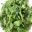 Eruca sativa, Salad Rocket -