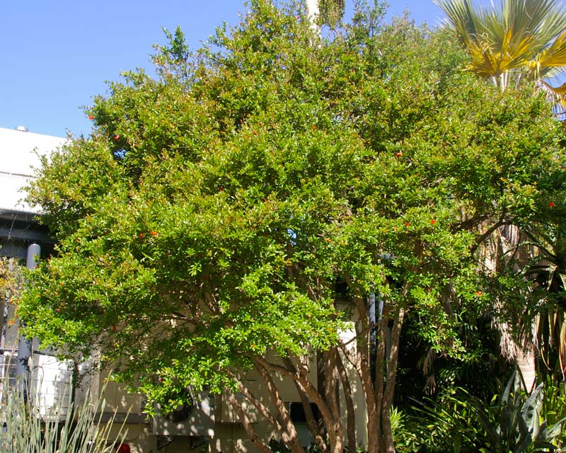 Punica granatum, Pomegranate