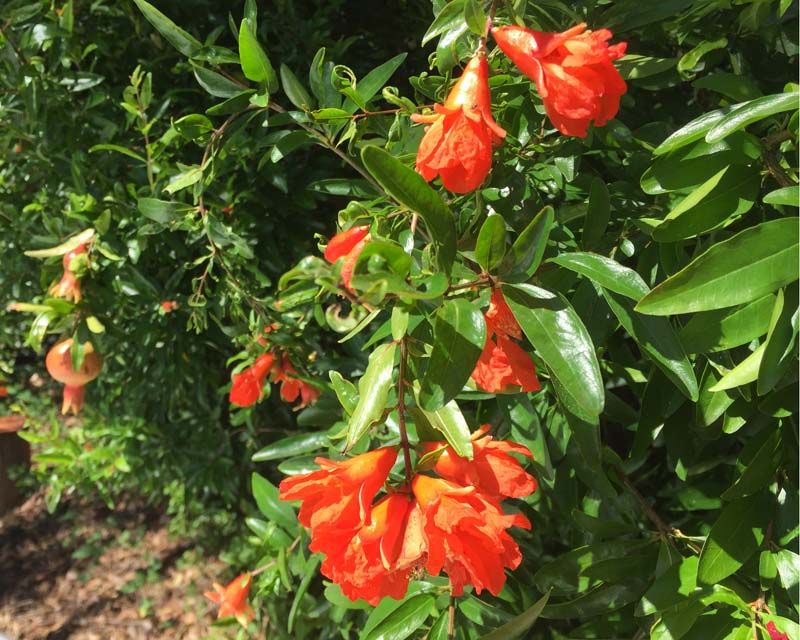 Punica granatum. the Pomegranate