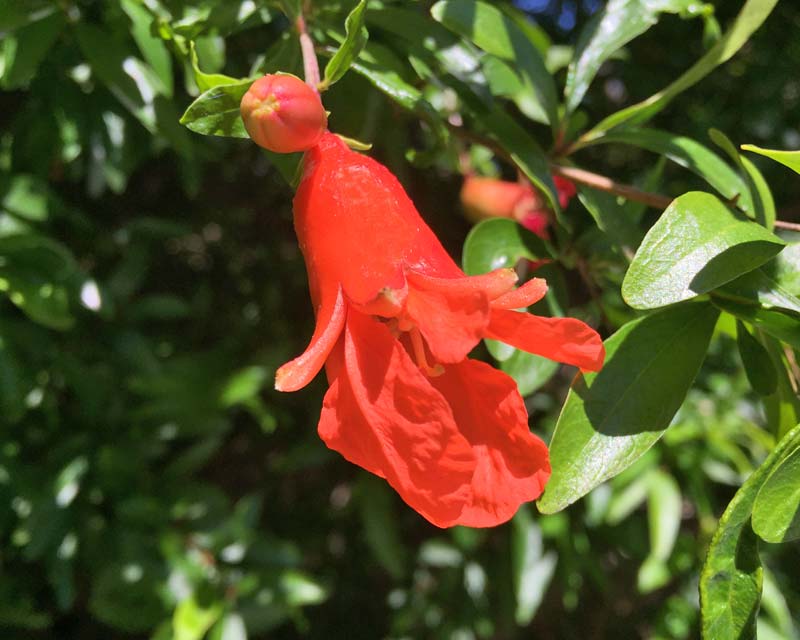 Punica granatum, Pomegranate