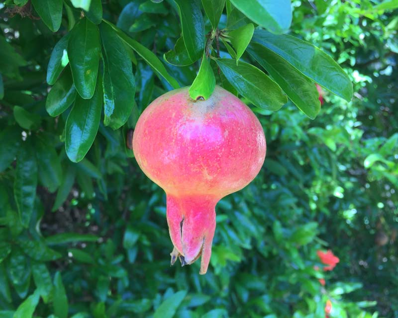 Punica granatum, Pomegranate