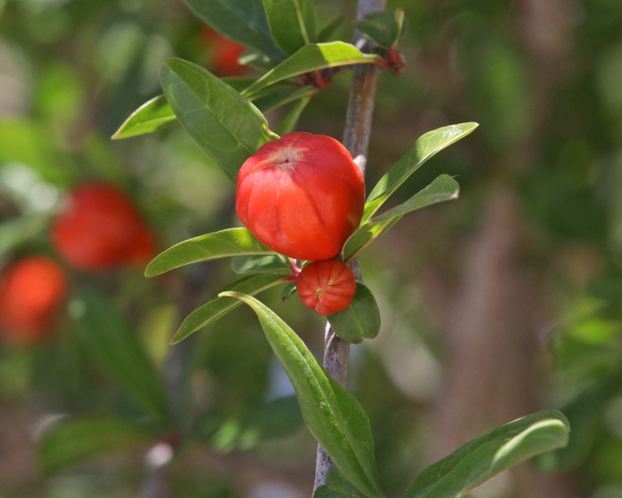 Punica granatum, Pomegranate