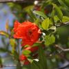 Punica granatum, Pomeganate flower