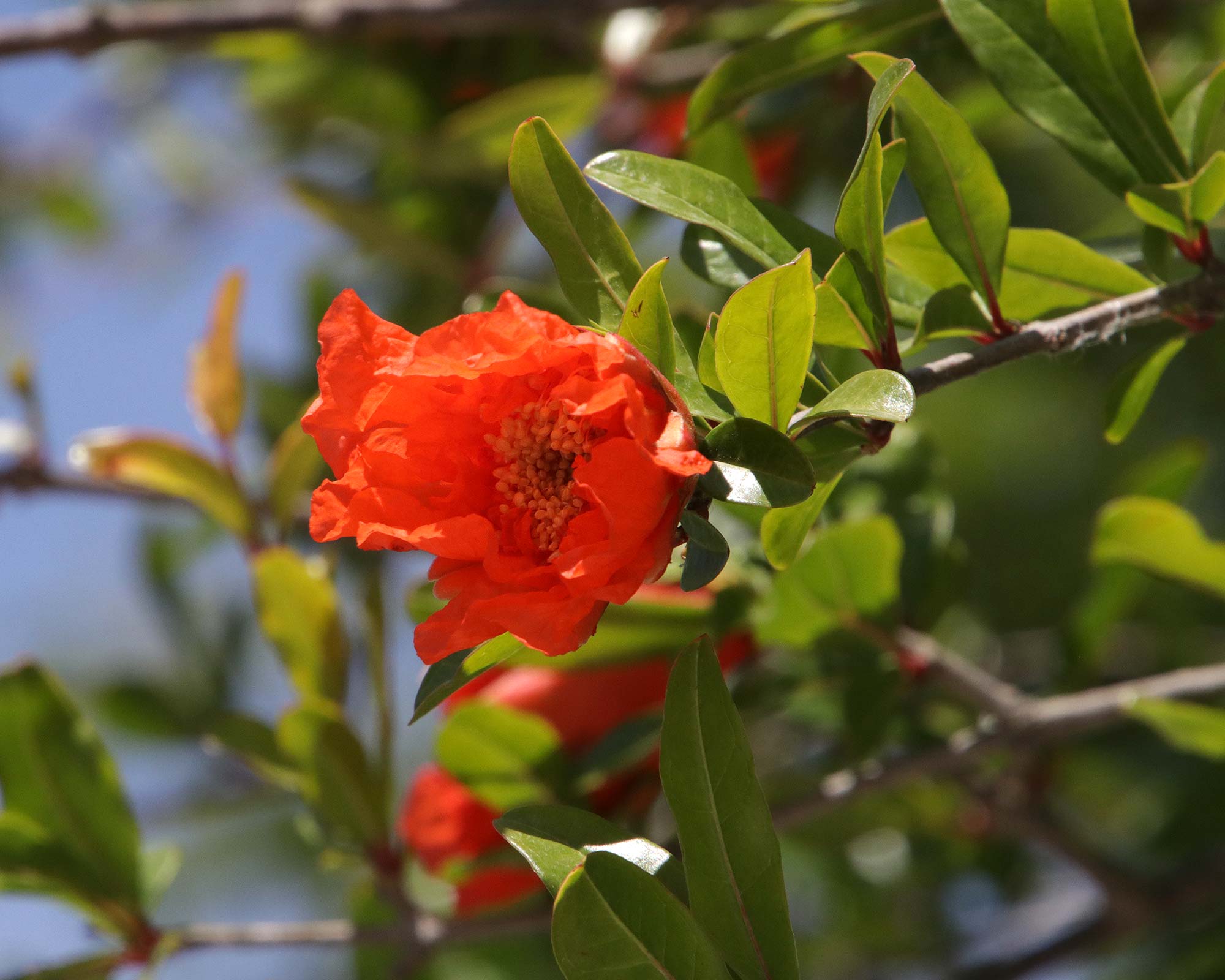 Punica granatum, Pomeganate flower