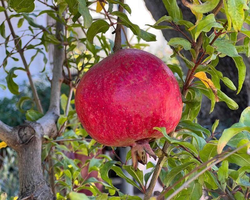 Punica granatum, Pomegranate