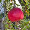 Punica granatum, Pomegranate