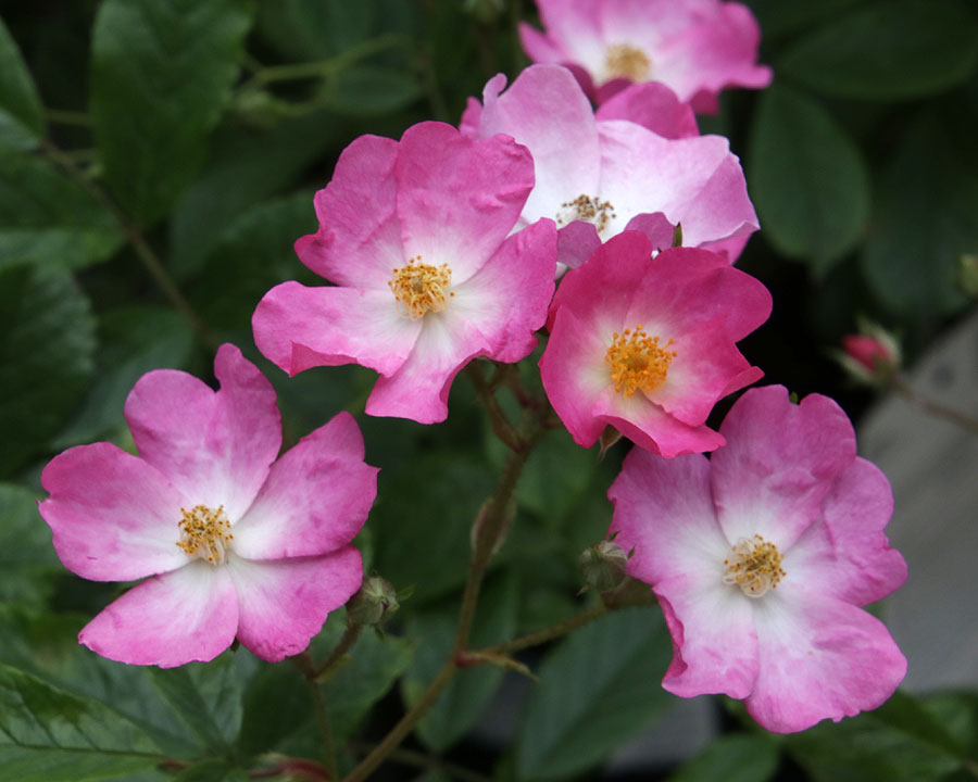 Rosa Musk Hybrid - Modern Rose | GardensOnline