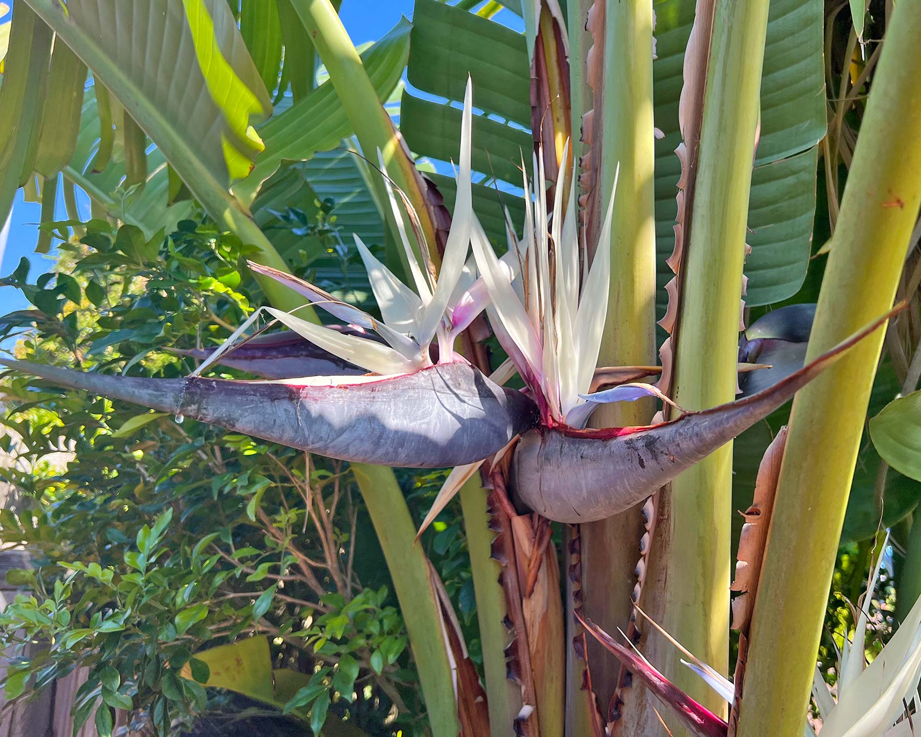 Strelitzia nicholai | GardensOnline