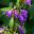 Campanula trachelium subsp. Trachelium