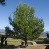 Pinus halepensis, the Aleppo Pine - seen at National Arboretum, Canberra