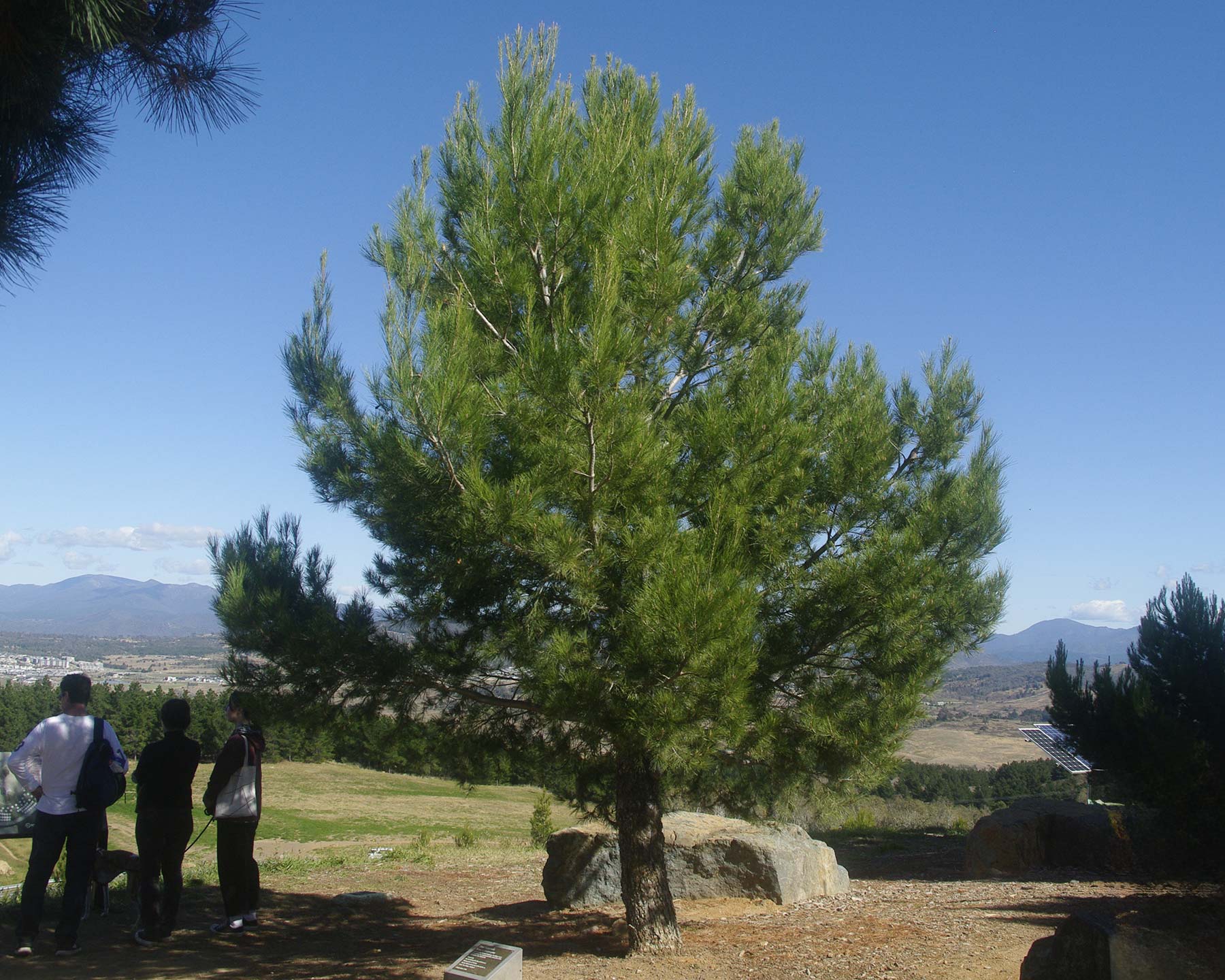 Pinus halepensis, the Aleppo Pine - seen at National Arboretum, Canberra