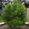 Pinus halepensis, the Aleppo Pine or Lone Pine of Anzac Cove