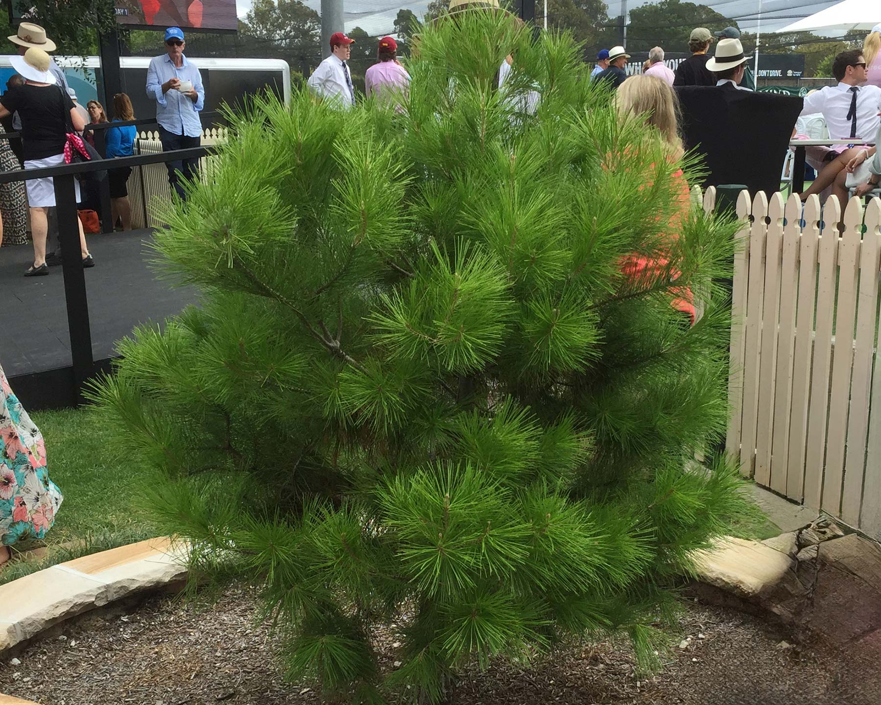 Pinus halepensis, the Aleppo Pine or Lone Pine of Anzac Cove