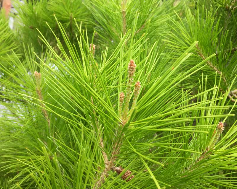 Pinus halepensis, the Aleppo Pine or Lone Pine of Anzac Cove