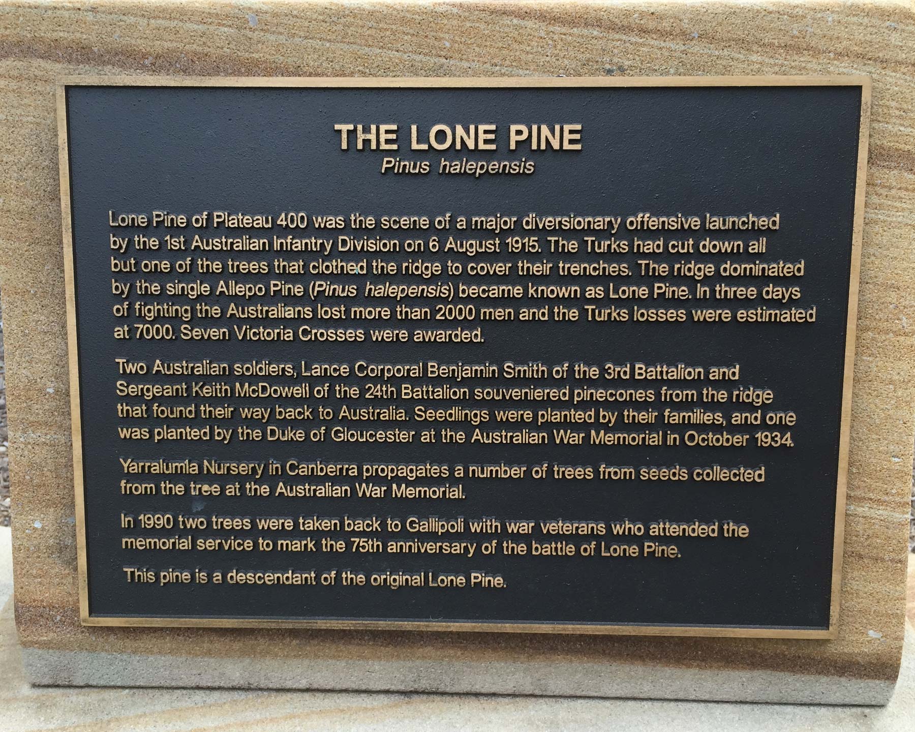 Pinus halepensis, the Aleppo Pine or Lone Pine of Anzac Cove. Example planted at the Sydney Cricket Ground.