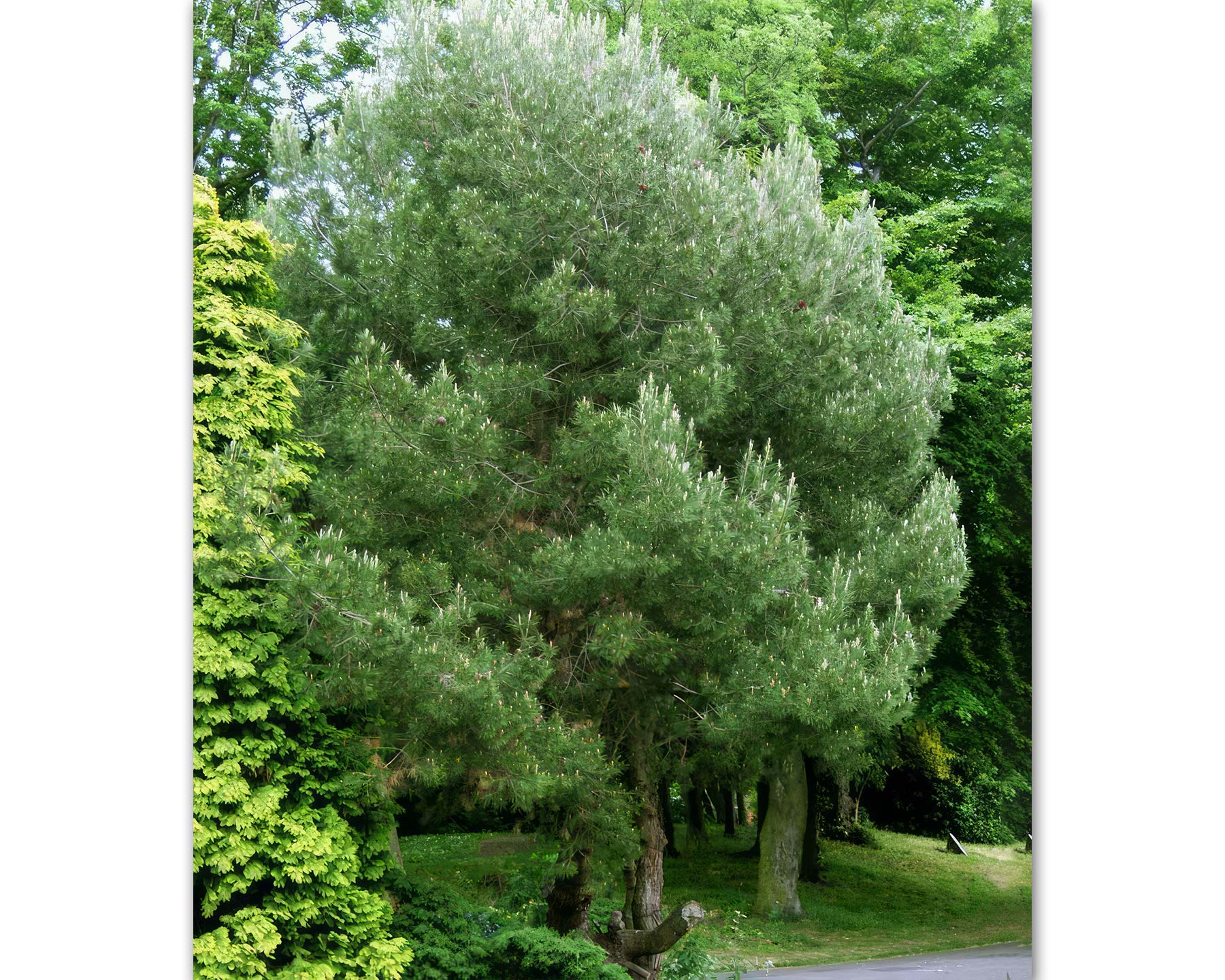 Pinus halepensis, Aleppo Pine - photo Wikki Commons, unknown author